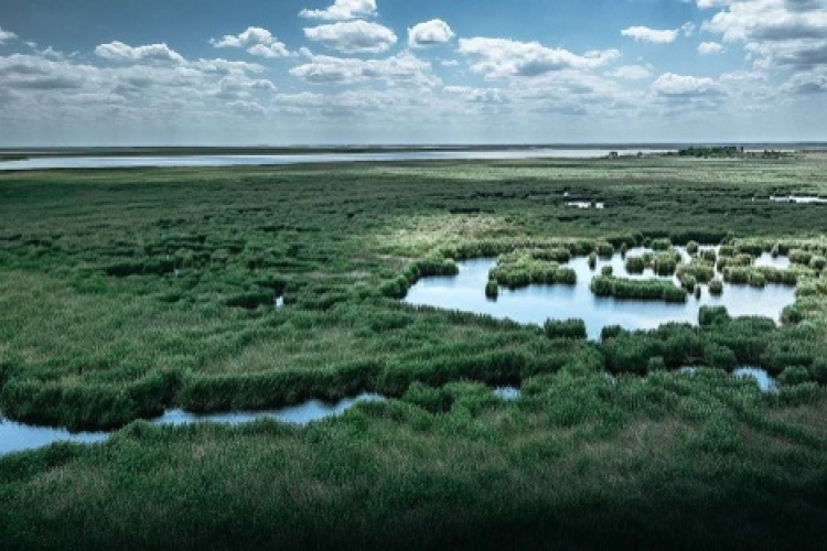 A Kúria a Greenpeace-nek adott igazat a Fertő-tó ügyében