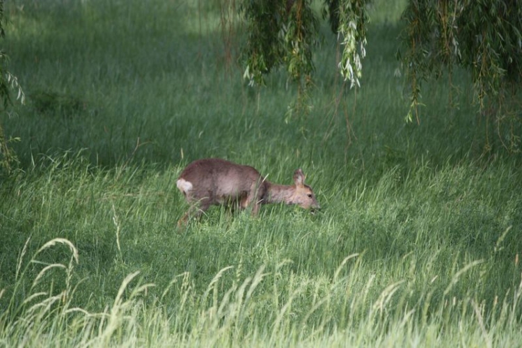 Őz a csornai Vilmos-parkban