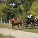 XIV. Országos Sajtverseny, Sajtünnep és Sajtvásár /délelőtt/