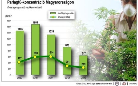 ÁNTSZ: továbbra is elsőfokú a riasztás a parlagfű miatt