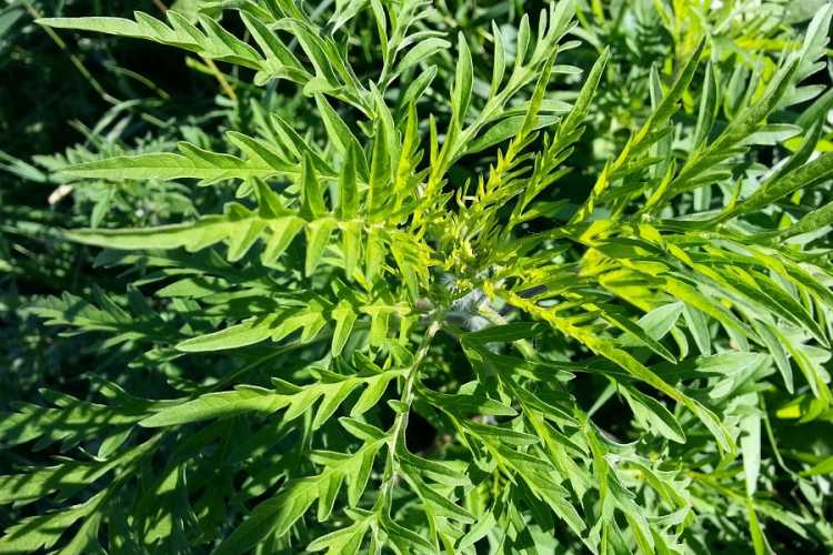 Megkezdődött a legjelentősebb allergén növény, a parlagfű viágzása