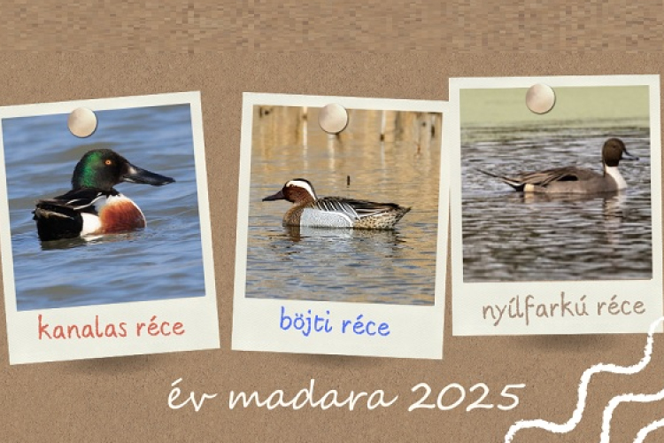 Mi legyen az év madara 2025-ben?